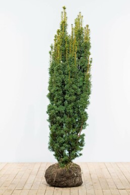 Yew Taxus baccata 'David' hedge 160-180 root ball