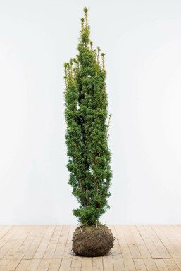 Yew Taxus baccata 'David' hedge 180-200 root ball