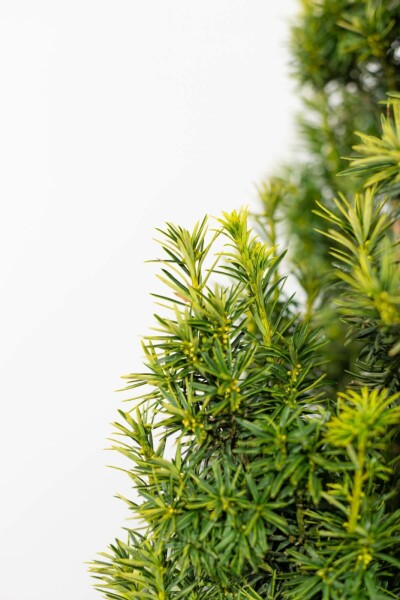 Common yew Fastigiata Aurea Group Taxus baccata 'Fastigiata Aurea' hedge 60-80 root ball Taxus baccata 'Fastigiata Aurea' 60-80 cm