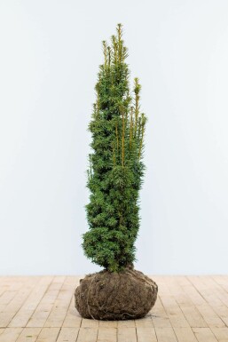 Common yew Fastigiata Aurea Group Taxus baccata 'Fastigiata Aurea' hedge 100-120 root ball Taxus baccata 'Fastigiata Aurea' 100-120 cm