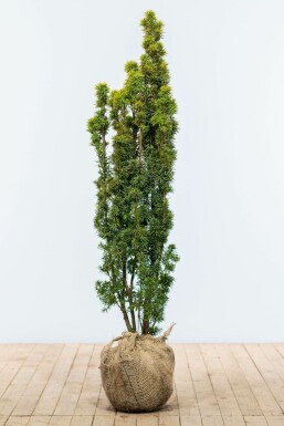 Common yew Fastigiata Aurea Group Taxus baccata 'Fastigiata Aurea' hedge 120-140 root ball Taxus baccata 'Fastigiata Aurea' 120-140 cm