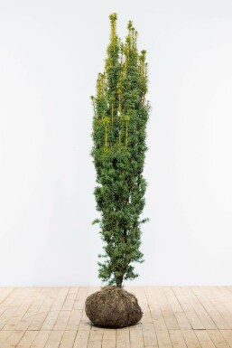 Taxus baccata 'Fastigiata Aurea'