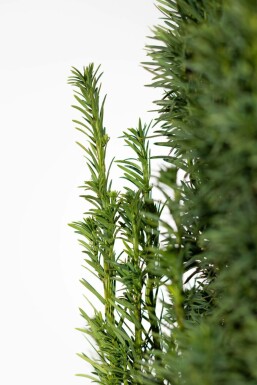 English yew Taxus baccata 'Fastigiata Robusta' hedge 60-80 root ball