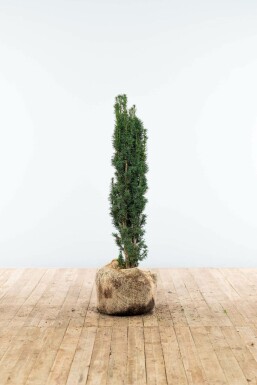 English yew Taxus baccata 'Fastigiata Robusta' hedge 80-100 root ball Taxus baccata 'Fastigiata Robusta' 80-100 cm