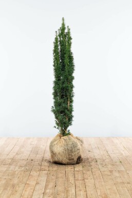 English yew Taxus baccata 'Fastigiata Robusta' hedge 100-120 root ball Taxus baccata 'Fastigiata Robusta' 100-120 cm