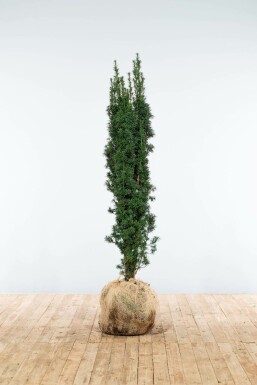 English yew Taxus baccata 'Fastigiata Robusta' hedge 120-140 root ball