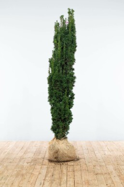 English yew Taxus baccata 'Fastigiata Robusta' hedge 160-180 root ball Taxus baccata 'Fastigiata Robusta' 160-180 cm