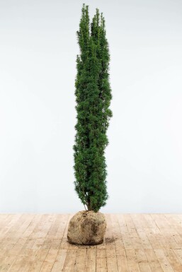 English yew Taxus baccata 'Fastigiata Robusta' hedge 180-200 root ball Taxus baccata 'Fastigiata Robusta' 180-200 cm