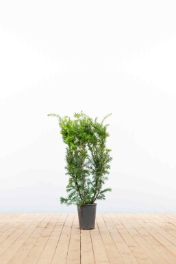 Anglo-Japanese yew Taxus × media 'Hicksii' hedge 60-80 root ball Taxus × media 'Hicksii' 60-80 cm