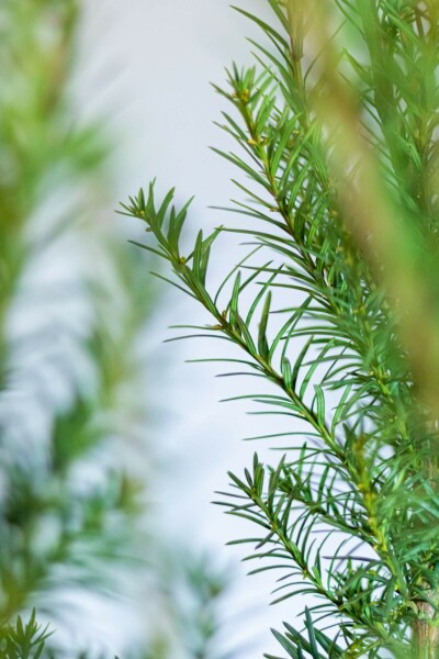 Anglo-Japanese yew Taxus × media 'Hicksii' hedge 60-80 root ball Taxus × media 'Hicksii' 60-80 cm