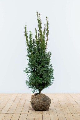 Taxus × media 'Hicksii'