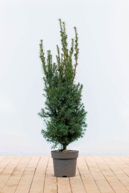 Anglo-Japanese yew Taxus × media 'Hicksii' hedge 80-100 root ball Taxus × media 'Hicksii' 80-100 cm