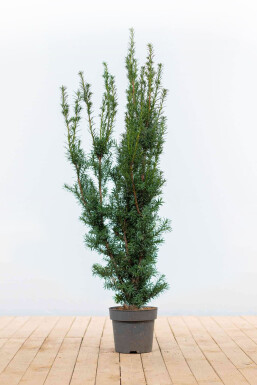 Taxus × media 'Hicksii'