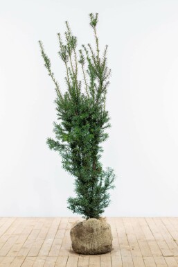 Anglo-Japanese yew Taxus × media 'Hicksii' hedge 120-140 root ball Taxus × media 'Hicksii' 120-140 cm