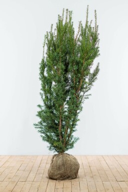 Anglo-Japanese yew Taxus × media 'Hicksii' hedge 140-160 root ball Taxus × media 'Hicksii' 140-160 cm