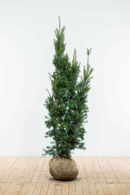 Anglo-Japanese yew Taxus × media 'Hicksii' hedge 160-180 root ball Taxus × media 'Hicksii' 160-180 cm