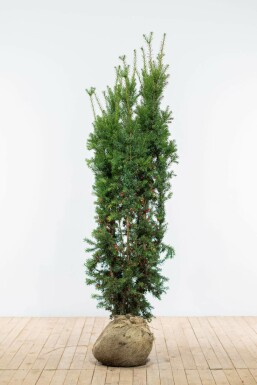 Anglo-Japanese yew Taxus × media 'Hicksii' hedge 180-200 root ball Taxus × media 'Hicksii' 180-200 cm