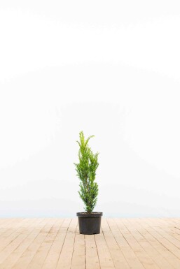 Anglo-Japanese yew Taxus × media 'Hillii' hedge 60-80 root ball Taxus × media 'Hillii' 60-80 cm