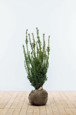 Anglo-Japanese yew Taxus × media 'Hillii' hedge 80-100 root ball Taxus × media 'Hillii' 80-100 cm