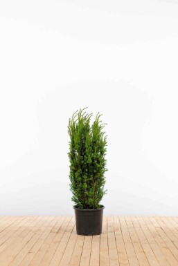 Anglo-Japanese yew Taxus × media 'Hillii' hedge 100-120 root ball Taxus × media 'Hillii' 100-120 cm