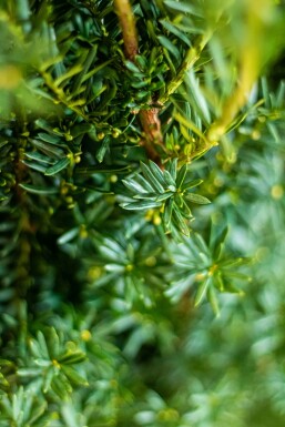 Anglo-Japanese yew Taxus × media 'Hillii' hedge 100-120 root ball