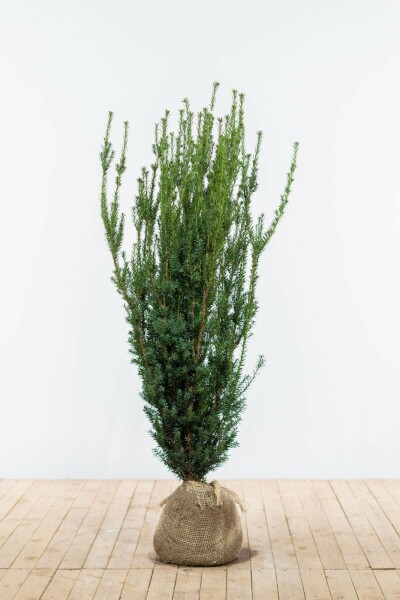 Hedge Plants For Ornamental Hedges