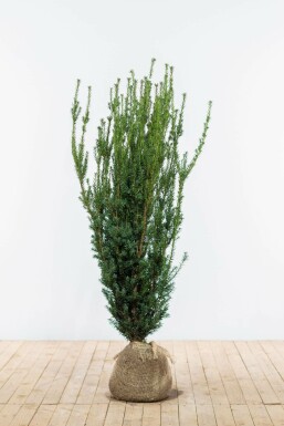 Anglo-Japanese yew Taxus × media 'Hillii' hedge 120-140 root ball Taxus × media 'Hillii' 120-140 cm