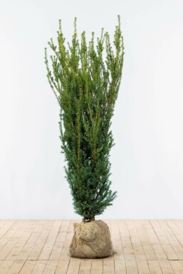 Anglo-Japanese yew Taxus × media 'Hillii' hedge 140-160 root ball Taxus × media 'Hillii' 140-160 cm