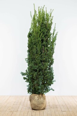 Anglo-Japanese yew Taxus × media 'Hillii' hedge 160-180 root ball Taxus × media 'Hillii' 160-180 cm