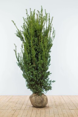 Anglo-Japanese yew Taxus × media 'Hillii' hedge 180-200 root ball Taxus × media 'Hillii' 180-200 cm