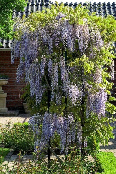 Wisteria sinensis