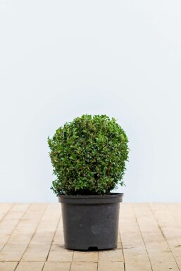 Common box Buxus sempervirens ball 20-30 root ball Buxus sempervirens 20-30 cm