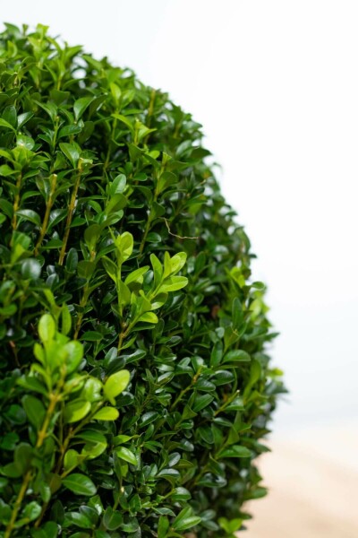 Common box Buxus sempervirens ball 20-30 root ball Buxus sempervirens 20-30 cm