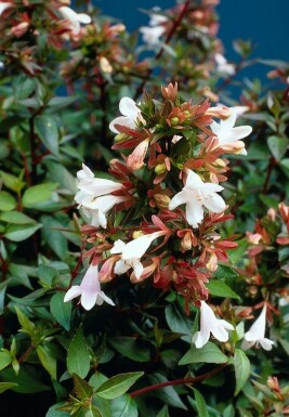 Glossy abelia Abelia × grandiflora shrub 20-30 pot C2