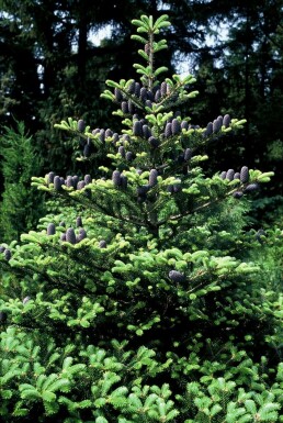 Korean fir Abies koreana shrub 80-100 pot C12