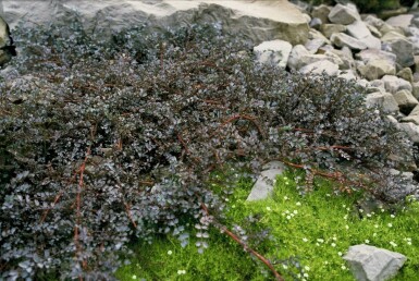 Blue goose leaf Acaena 'Blue Haze' 5-10 pot P9