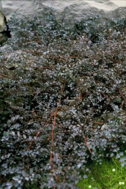 Blue goose leaf Acaena 'Blue Haze' 5-10 pot P9