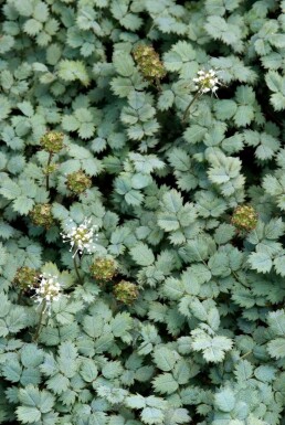 Buchanan’s bidibid Acaena buchananii 5-10 pot P9 Acaena buchananii