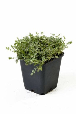 Buchanan’s bidibid Acaena buchananii 5-10 pot P9 Acaena buchananii
