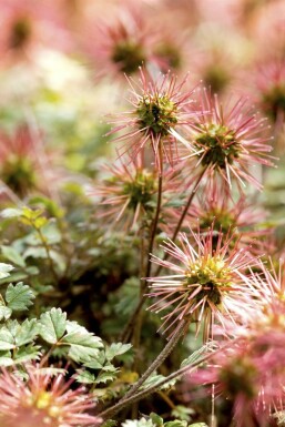 Buzzy burr Acaena magellanica 5-10 pot P9 Acaena magellanica