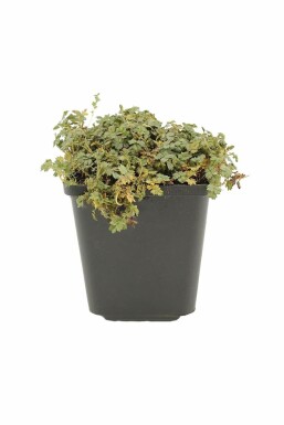 Buzzy burr Acaena magellanica 5-10 pot P9 Acaena magellanica