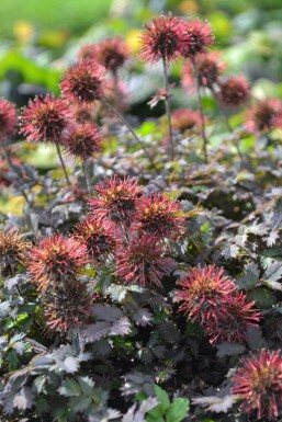 New Zealand bur Acaena microphylla 'Kupferteppich' 5-10 pot P9 Acaena microphylla 'Kupferteppich'
