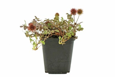New Zealand bur Acaena microphylla 'Kupferteppich' 5-10 pot P9 Acaena microphylla 'Kupferteppich'