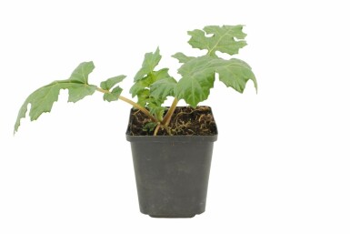 Bear's breech Acanthus mollis 5-10 pot P9 Acanthus mollis