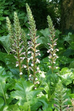 Bear's breech Acanthus mollis 5-10 pot P9 Acanthus mollis