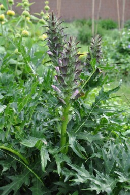 Acanthus spinosus