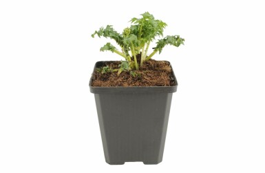 Spiny bear's breech Acanthus spinosus 5-10 pot P9 Acanthus spinosus