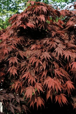 Purple Japanese maple Acer palmatum 'Atropurpureum' shrub 100-125 pot C12