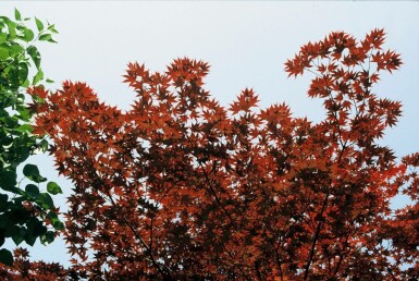 Purple Japanese maple Acer palmatum 'Atropurpureum' shrub 100-125 pot C12