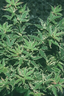 Japanese maple Acer palmatum 'Butterfly' shrub 40-50 pot C2
